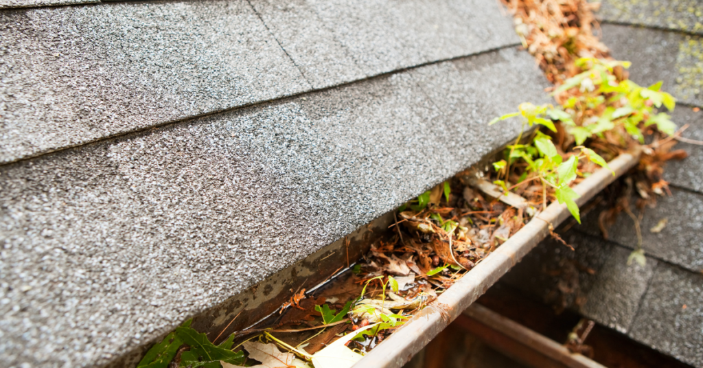 A clogged roof gutter.